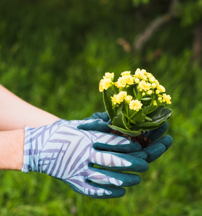 Plantation de fleurs jaunes dans un jardin par un jardinier