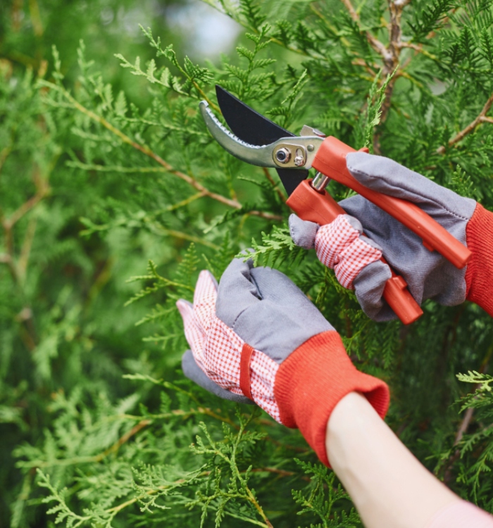 Taille d’une haie avec un sécateur lors de l’entretien du jardin