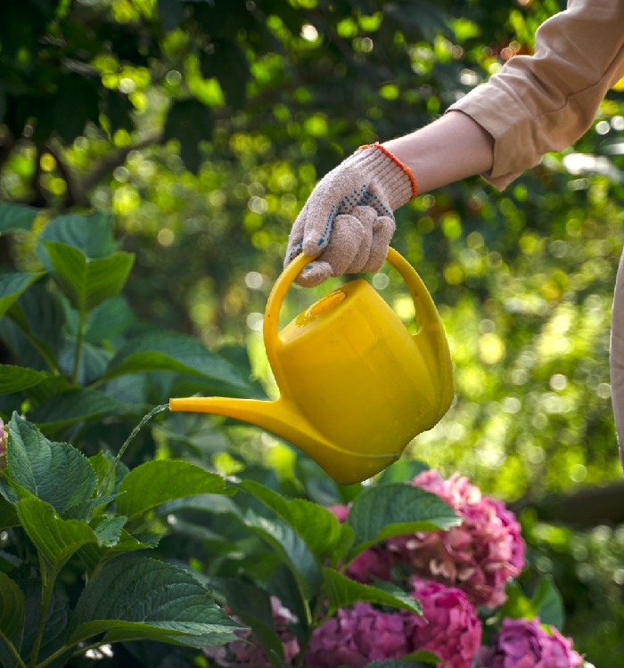Arrosage des fleurs avec un arrosoir lors de l’entretien du jardin