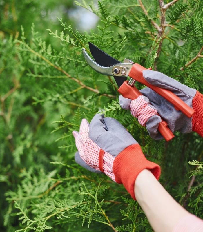 Élagage d’un conifère avec un sécateur lors de l’entretien du jardin